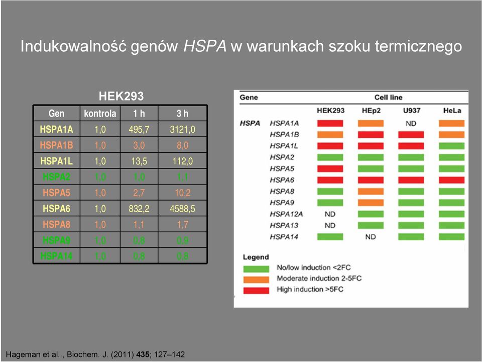 1,0 1,0 1,1 HSPA5 1,0 2,7 10,2 HSPA6 1,0 832,2 4588,5 HSPA8 1,0 1,1 1,7 HSPA9
