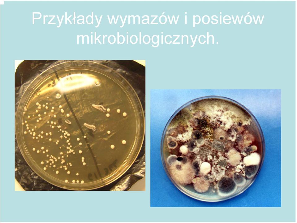 posiewów