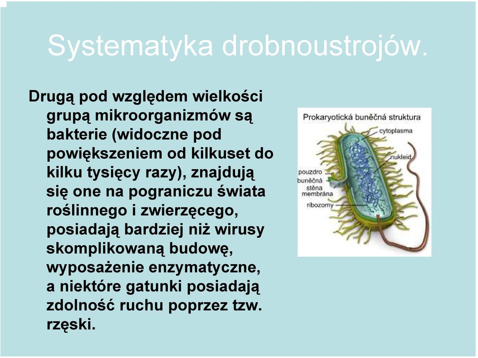 od kilkuset do kilku tysięcy razy), znajdują się one na pograniczu świata roślinnego i
