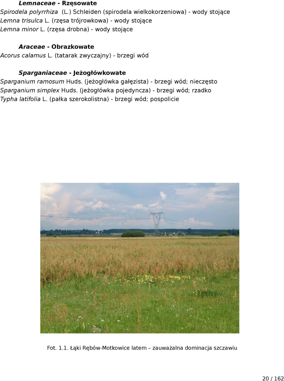(tatarak zwyczajny) - brzegi wód Sparganiaceae - Jeżogłówkowate Sparganium ramosum Huds.