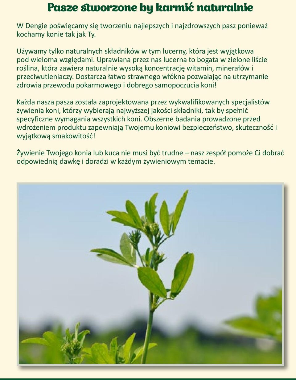 Uprawiana przez nas lucerna to bogata w zielone liście roślina, która zawiera naturalnie wysoką koncentrację witamin, minerałów i przeciwutleniaczy.