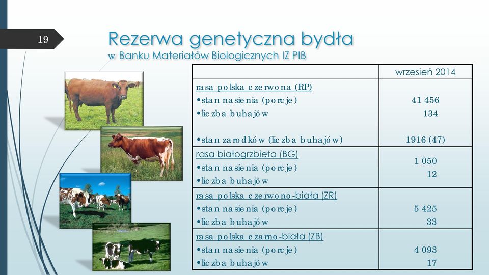 (BG) stan nasienia (porcje) liczba buhajów rasa polska czerwono-biała (ZR) stan nasienia (porcje) liczba
