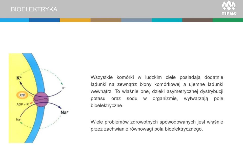 To właśnie one, dzięki asymetrycznej dystrybucji potasu oraz sodu w organizmie,