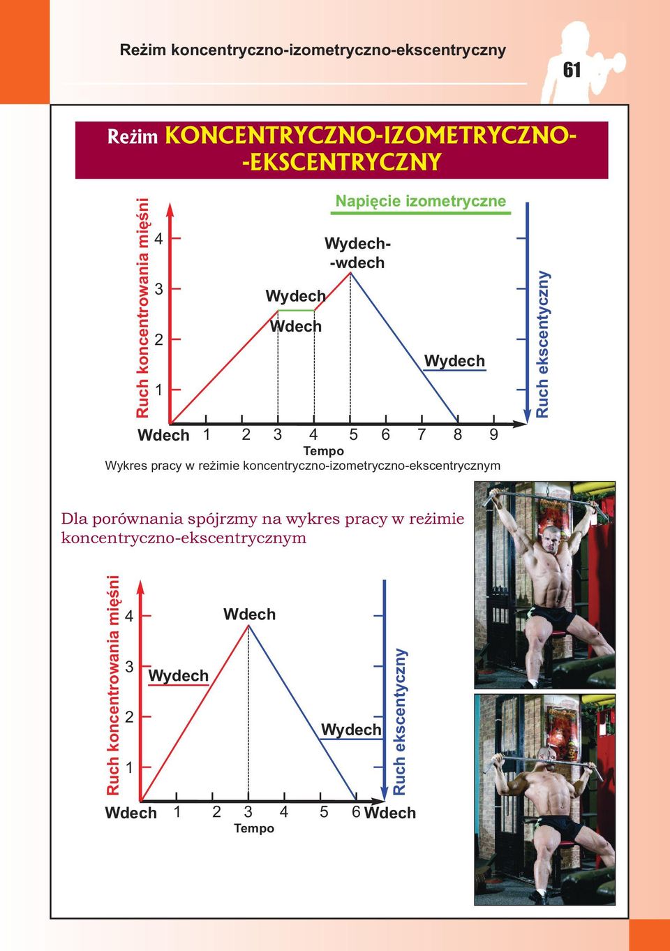 reżimie koncentryczno-izometryczno-ekscentrycznym Ruch ekscentyczny Dla porównania spójrzmy na wykres pracy w