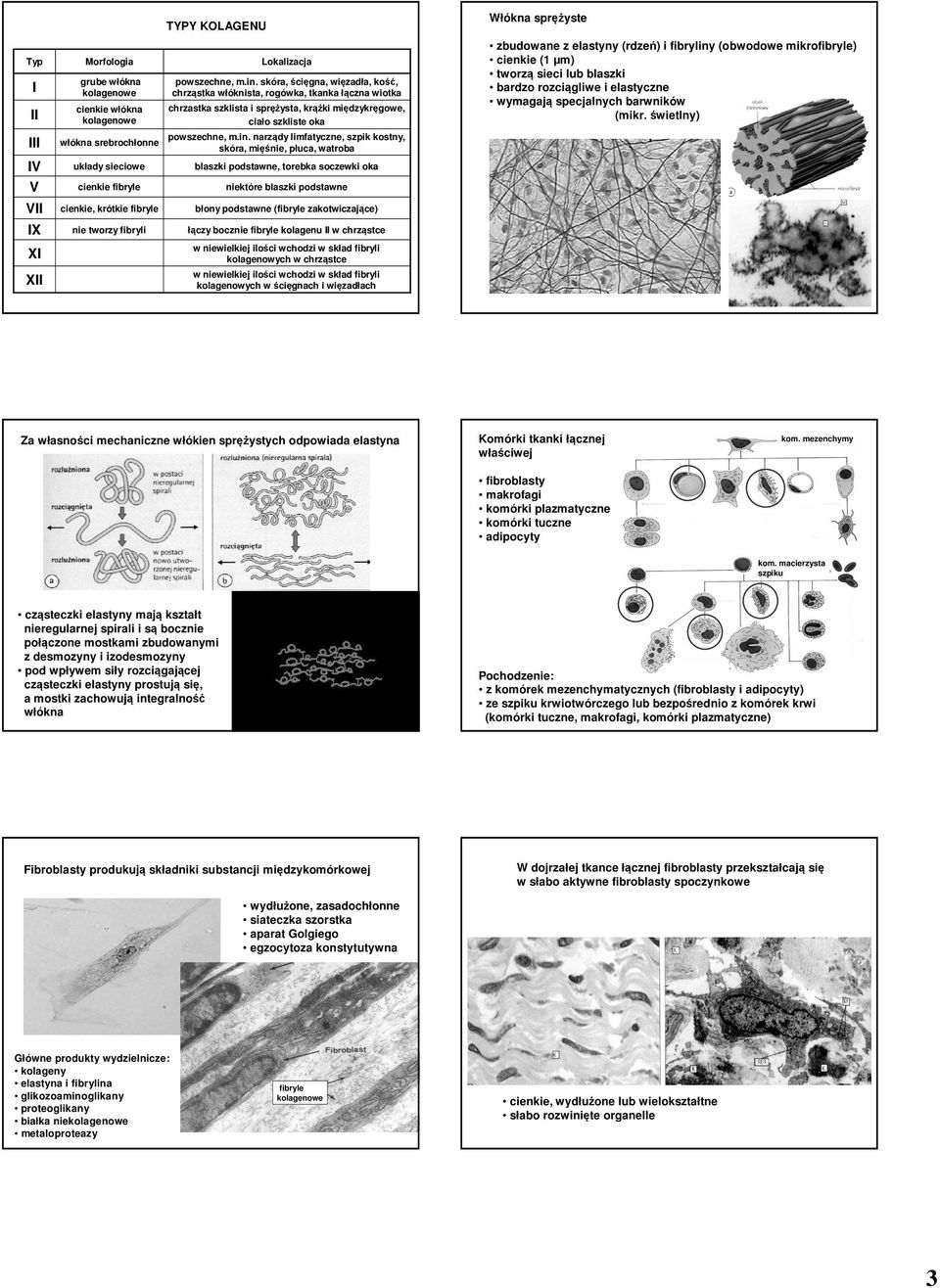 narządy limfatyczne, szpik kostny, skóra, mięśnie, płuca, watroba blaszki podstawne, torebka soczewki oka zbudowane z elastyny (rdzeń) i fibryliny (obwodowe mikrofibryle) cienkie (1 µm) tworzą sieci