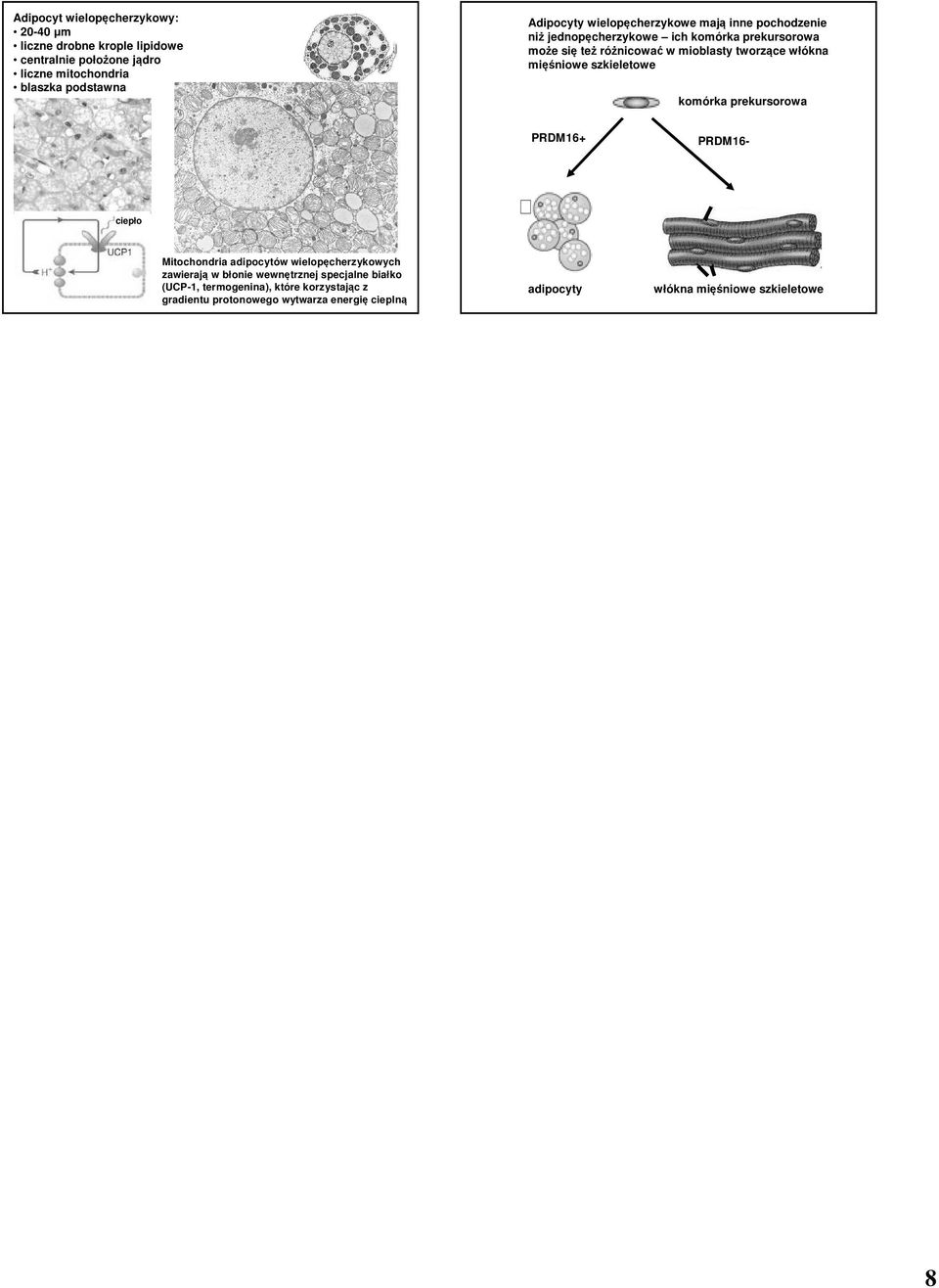 mięśniowe szkieletowe komórka prekursorowa PRDM16+ PRDM16- ciepło Mitochondria adipocytów wielopęcherzykowych zawierają w błonie wewnętrznej