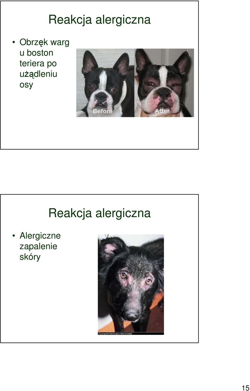 alergiczna Alergiczne