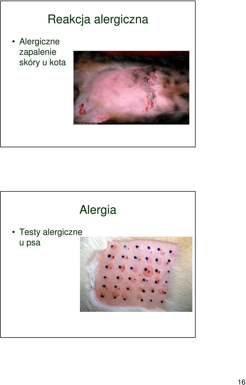 alergiczna Testy