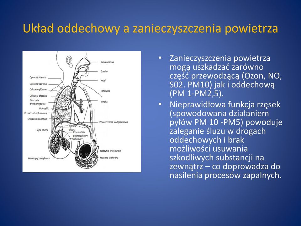 Nieprawidłowa funkcja rzęsek (spowodowana działaniem pyłów PM 10 -PM5) powoduje zaleganie śluzu w
