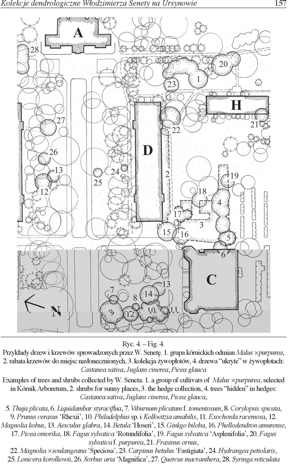 1. a group of cultivars of Malus purpurea, selected in Kórnik Arboretum, 2. shrubs for sunny places, 3. the hedge collection, 4.