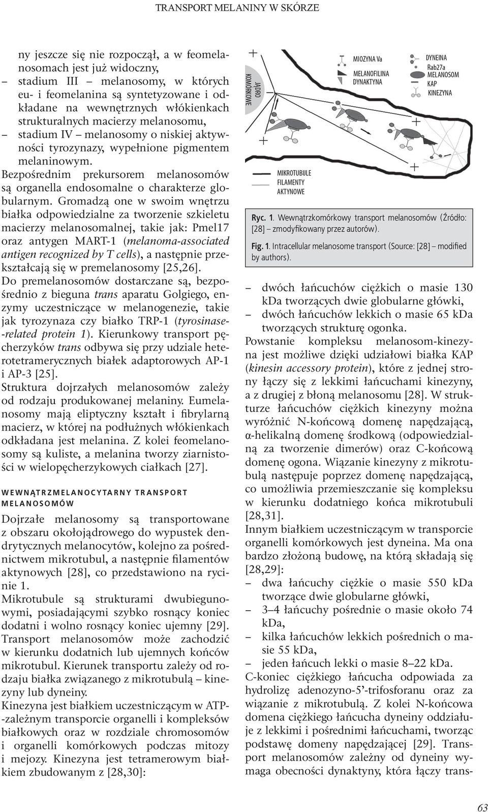 Bezpośrednim prekursorem melanosomów są organella endosomalne o charakterze globularnym.