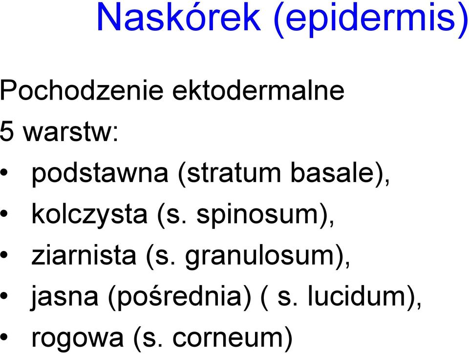 kolczysta (s. spinosum), ziarnista (s.