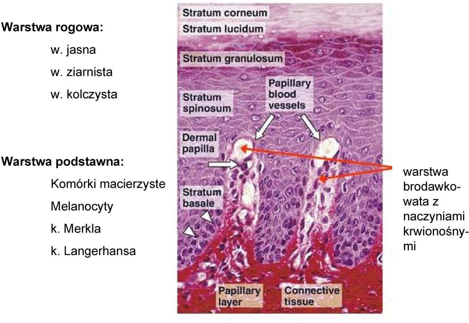 macierzyste Melanocyty k. Merkla k.