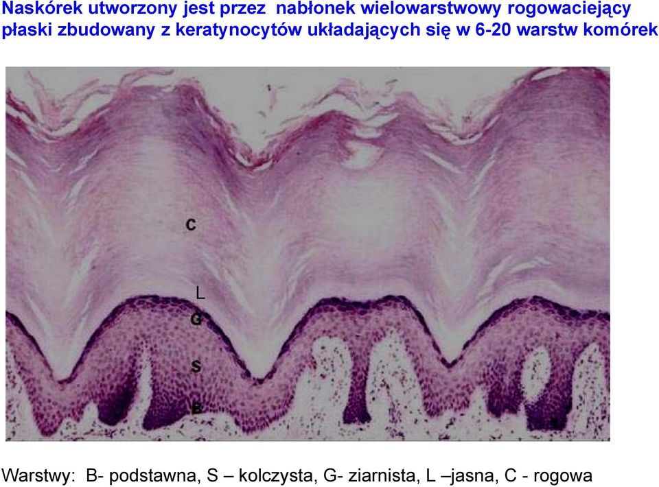 keratynocytów układających się w 6-20 warstw komórek