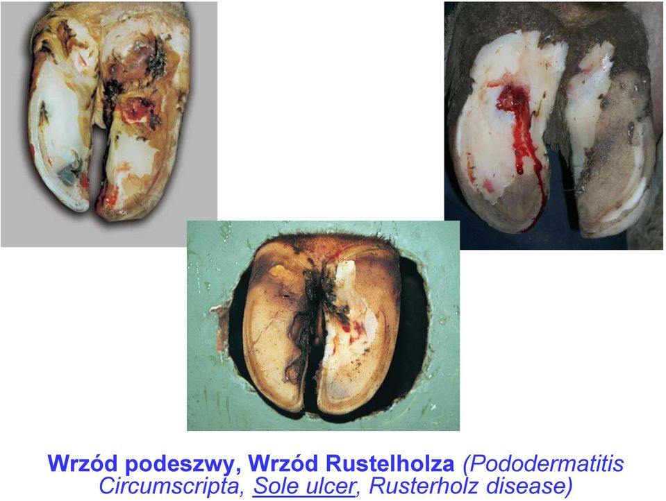 (Pododermatitis