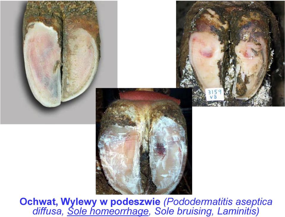 aseptica diffusa, Sole