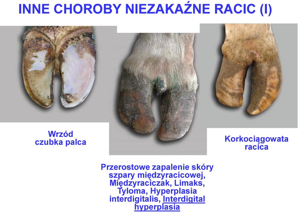 Międzyraciczak, Limaks, Tyloma, Hyperplasia