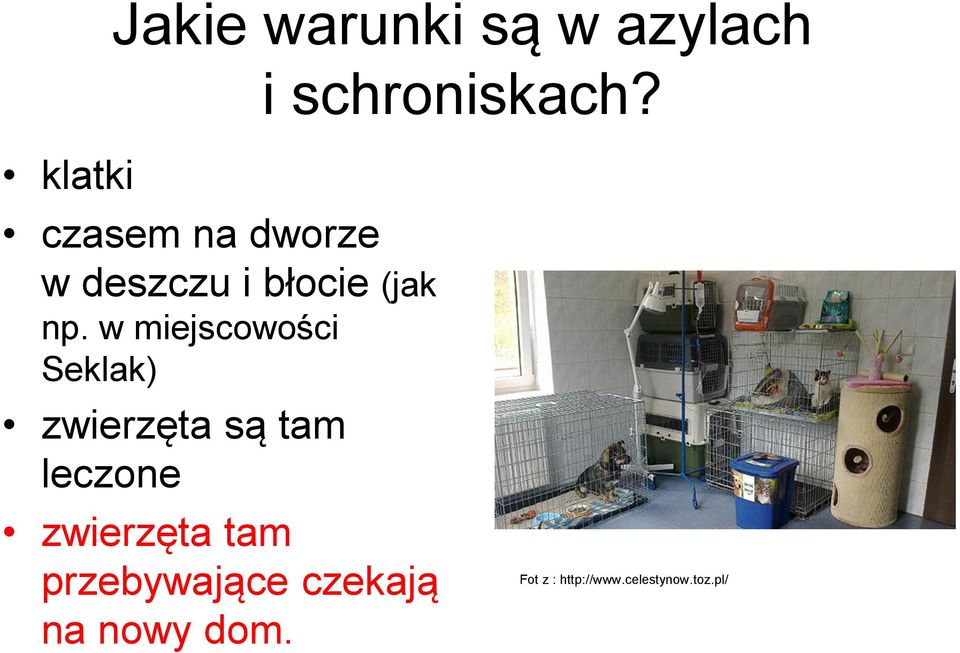 w miejscowości Seklak) zwierzęta są tam leczone