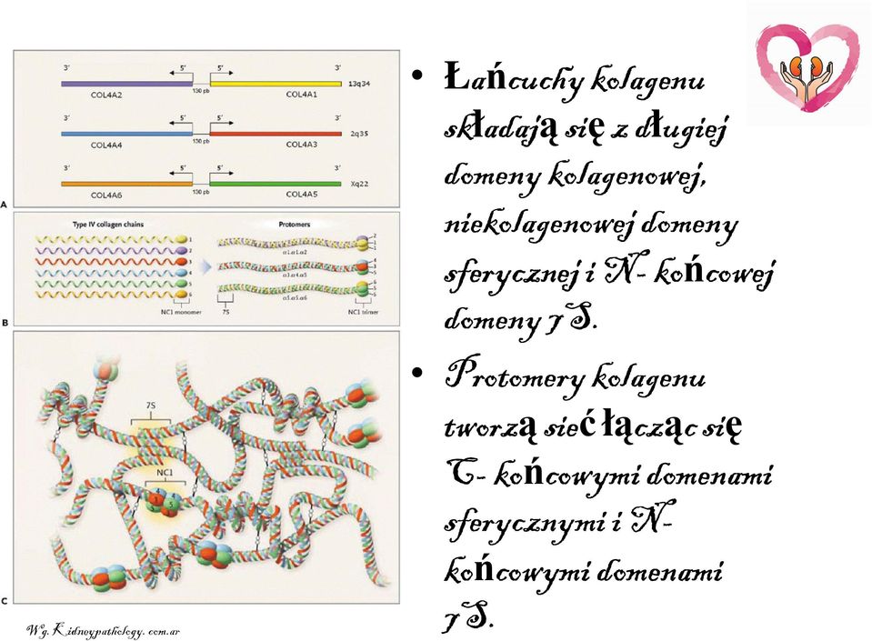 kolagenowej, niekolagenowej domeny sferycznej i N- końcowej