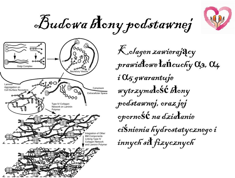 wytrzymałość błony podstawnej, oraz jej oporność na