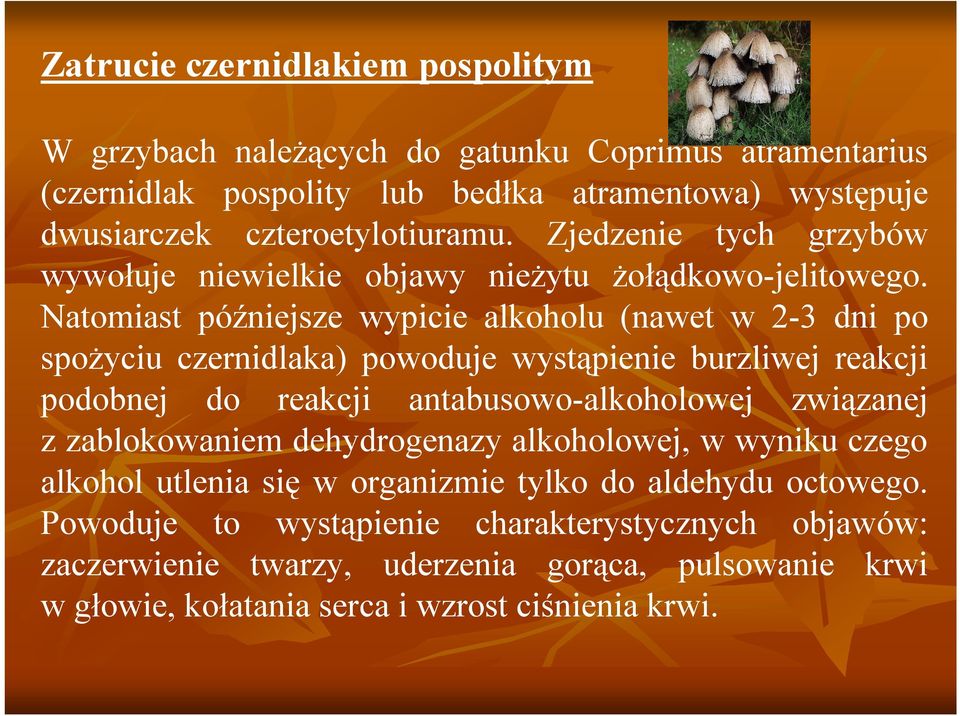 Natomiast późniejsze wypicie alkoholu (nawet w 2-3 dni po spożyciu czernidlaka) powoduje wystąpienie burzliwej reakcji podobnej do reakcji antabusowo-alkoholowej związanej z