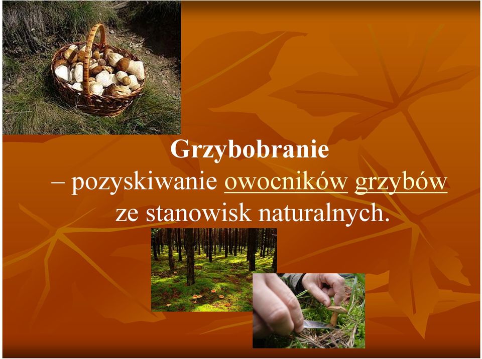 owocników grzybów