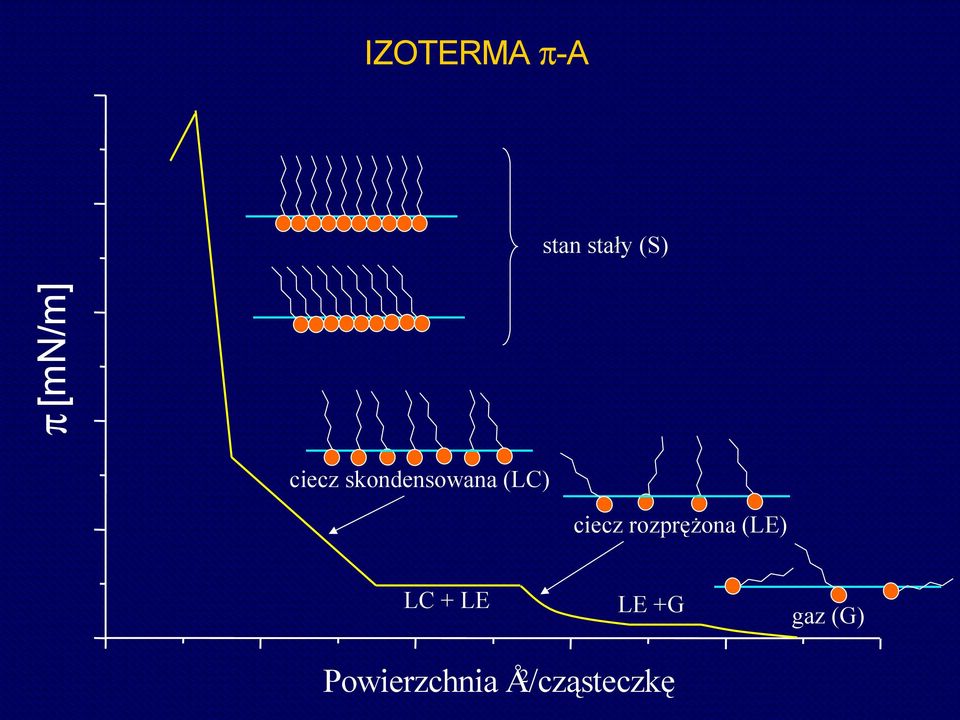 rozprężona (LE) LC + LE LE +G 2