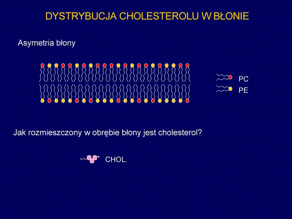 Jak rozmieszczony w obrębie