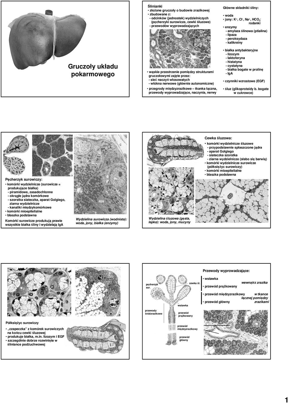 naczynia, nerwy Główne składniki śliny: woda jony: K+, Cl-, Na+, HCO3rodanki enzymy - amylaza ślinowa (ptialina) - lipaza - peroksydaza - kalikreiny białka antybakteryjne - lizozym - laktoferyna -