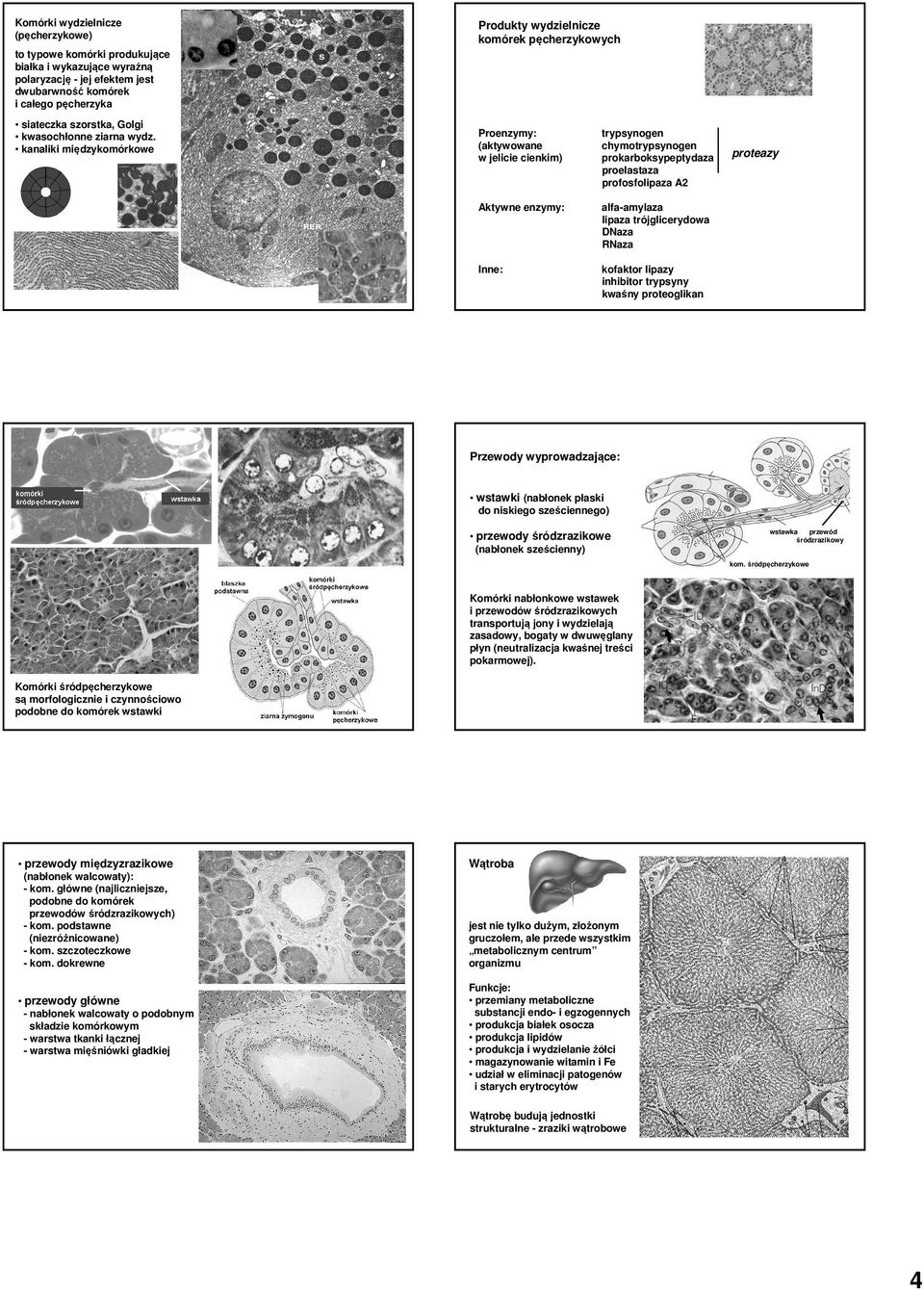 kanaliki międzykomórkowe Proenzymy: (aktywowane w jelicie cienkim) trypsynogen chymotrypsynogen prokarboksypeptydaza proelastaza profosfolipaza A2 Aktywne enzymy: alfa-amylaza lipaza trójglicerydowa
