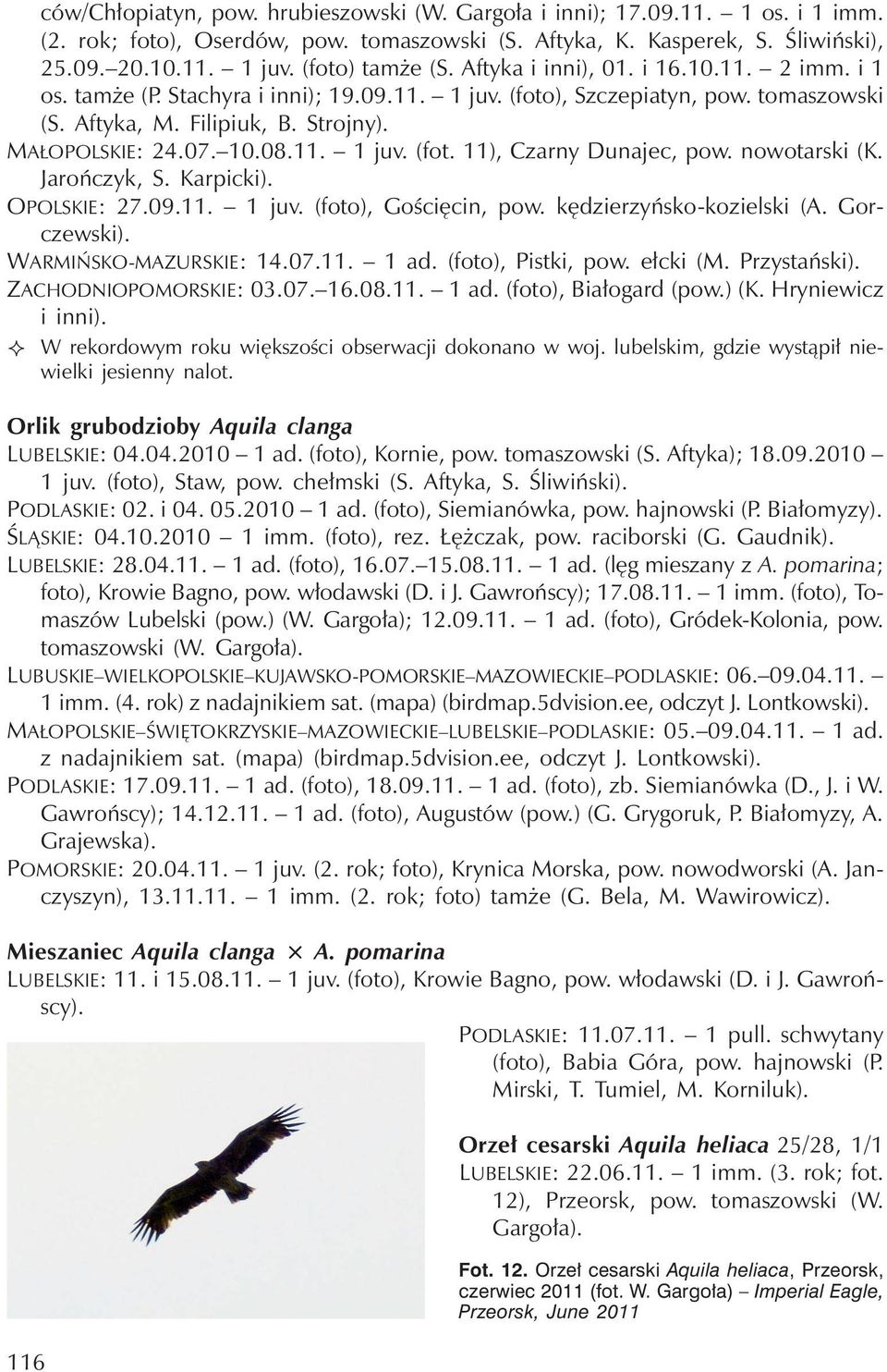 nowotarski (K. Jarończyk, S. Karpicki). OPOLSKIE: 27.09.11. 1juv.(foto), Gościęcin, pow. kędzierzyńsko-kozielski (A. Gorczewski). WARMIŃSKO-MAZURSKIE: 14.07.11. 1 ad. (foto), Pistki, pow. ełcki (M.