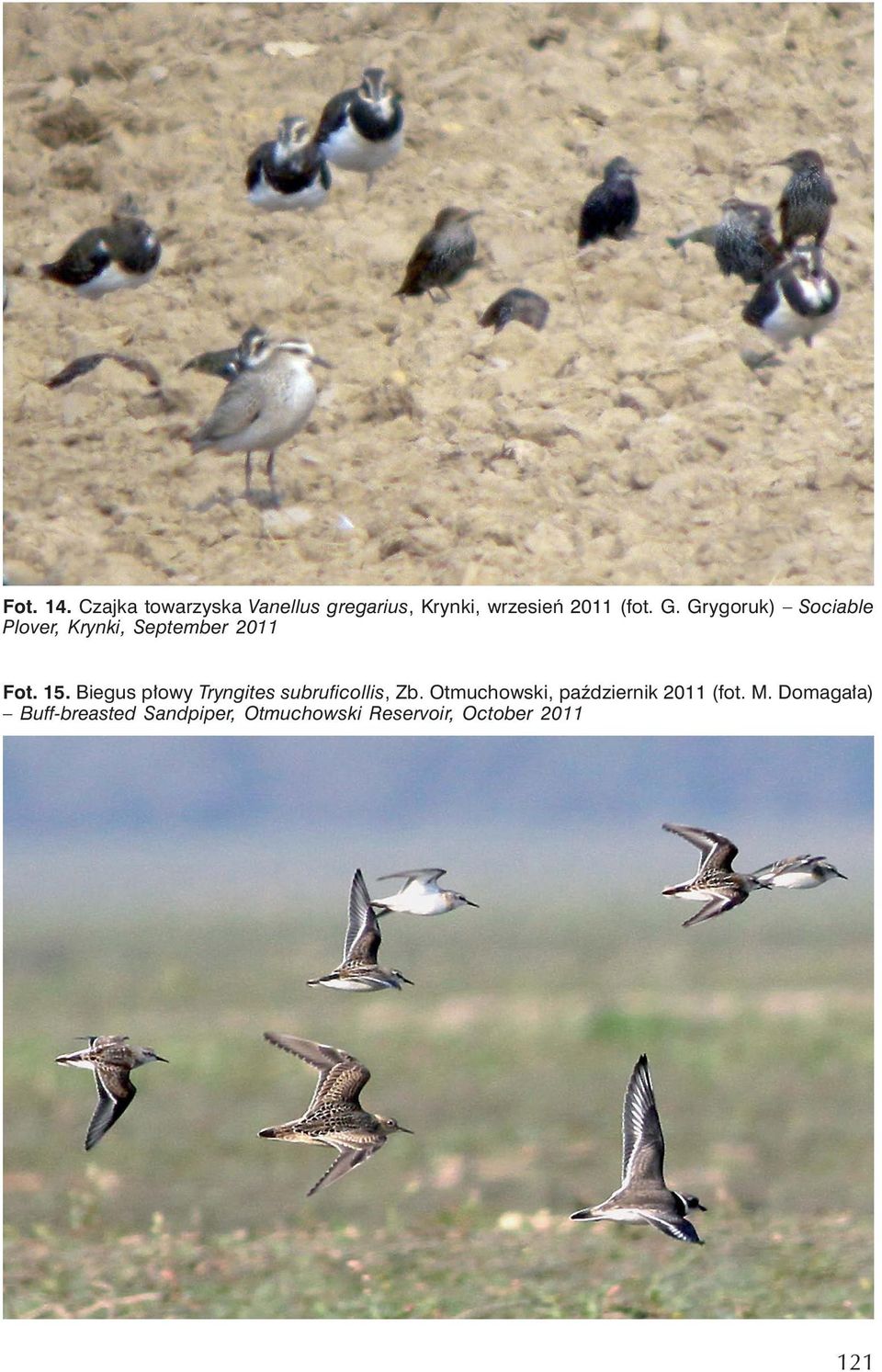 Grygoruk) Sociable Plover, Krynki, September 2011 Fot. 15.