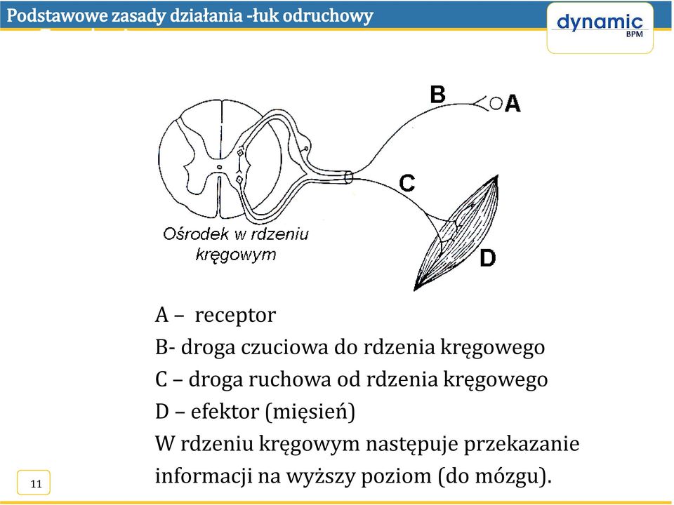 D efektor (mięsień) W rdzeniu kręgowym
