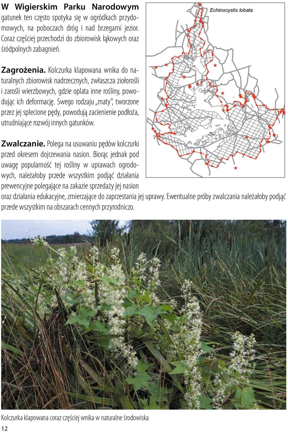 Kolczurka klapowana wnika do naturalnych zbiorowisk nadrzecznych, zwłaszcza ziołorośli i zarośli wierzbowych, gdzie oplata inne rośliny, powodując ich deformację.