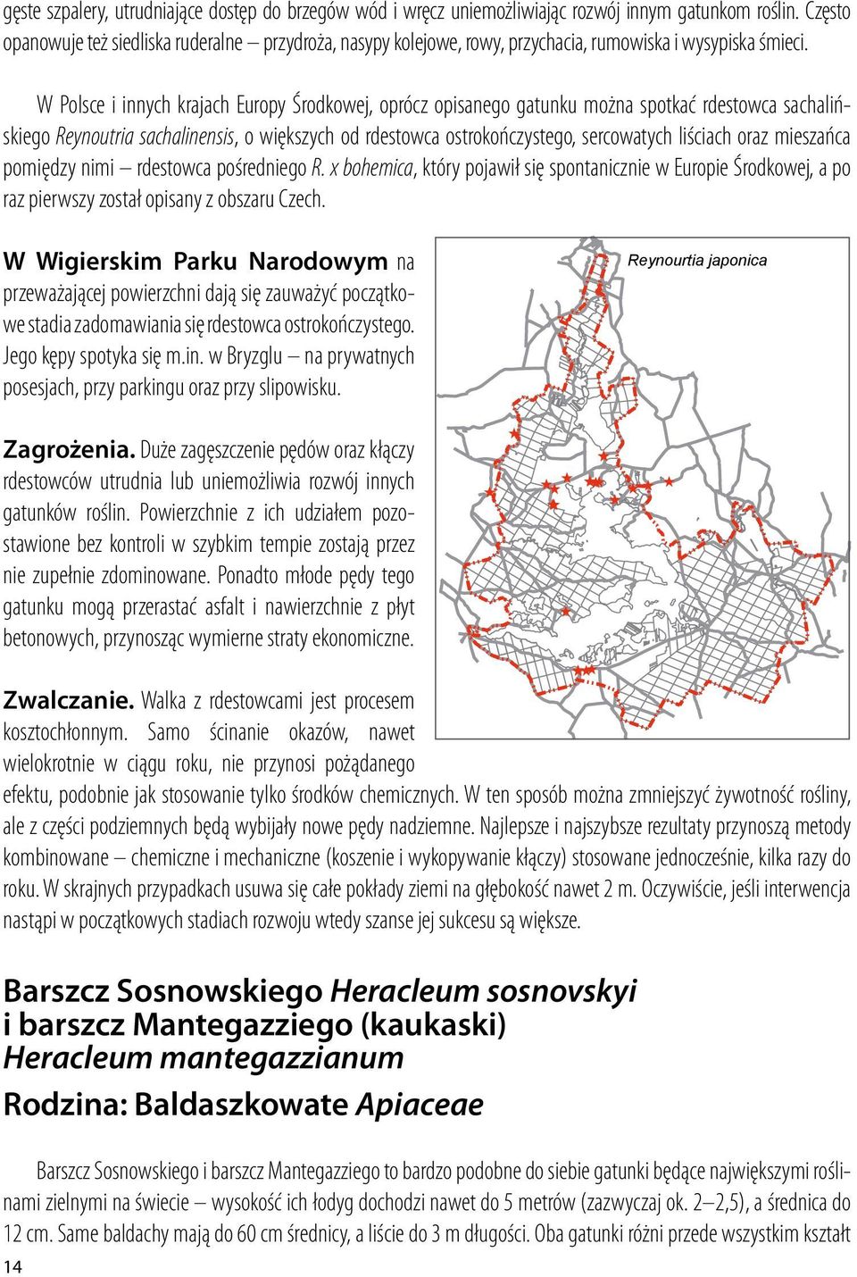 W Polsce i innych krajach Europy Środkowej, oprócz opisanego gatunku można spotkać rdestowca sachalińskiego Reynoutria sachalinensis, o większych od rdestowca ostrokończystego, sercowatych liściach