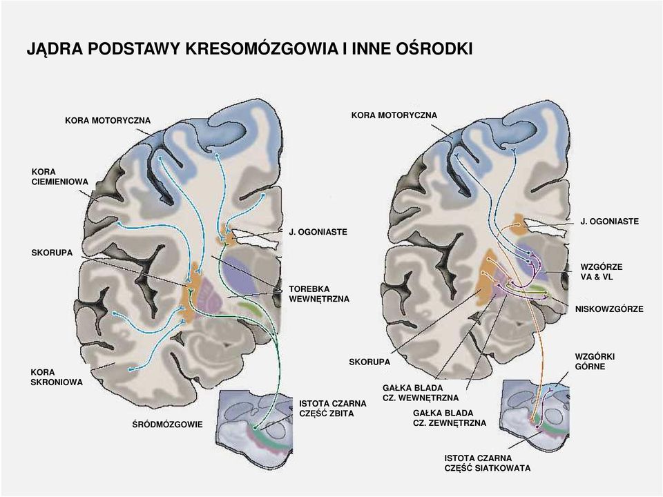 OGONIASTE SKORUPA TOREBKA WEWNĘTRZNA WZGÓRZE VA & VL NISKOWZGÓRZE KORA SKRONIOWA