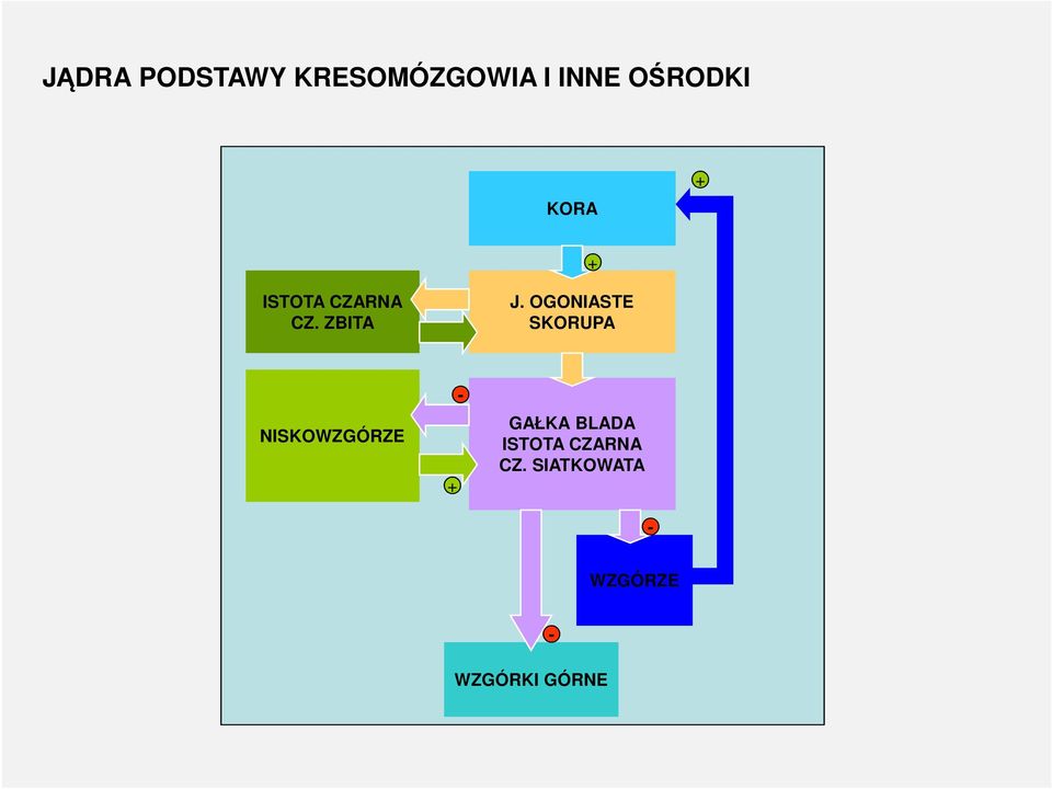 OGONIASTE SKORUPA NISKOWZGÓRZE GAŁKA BLADA