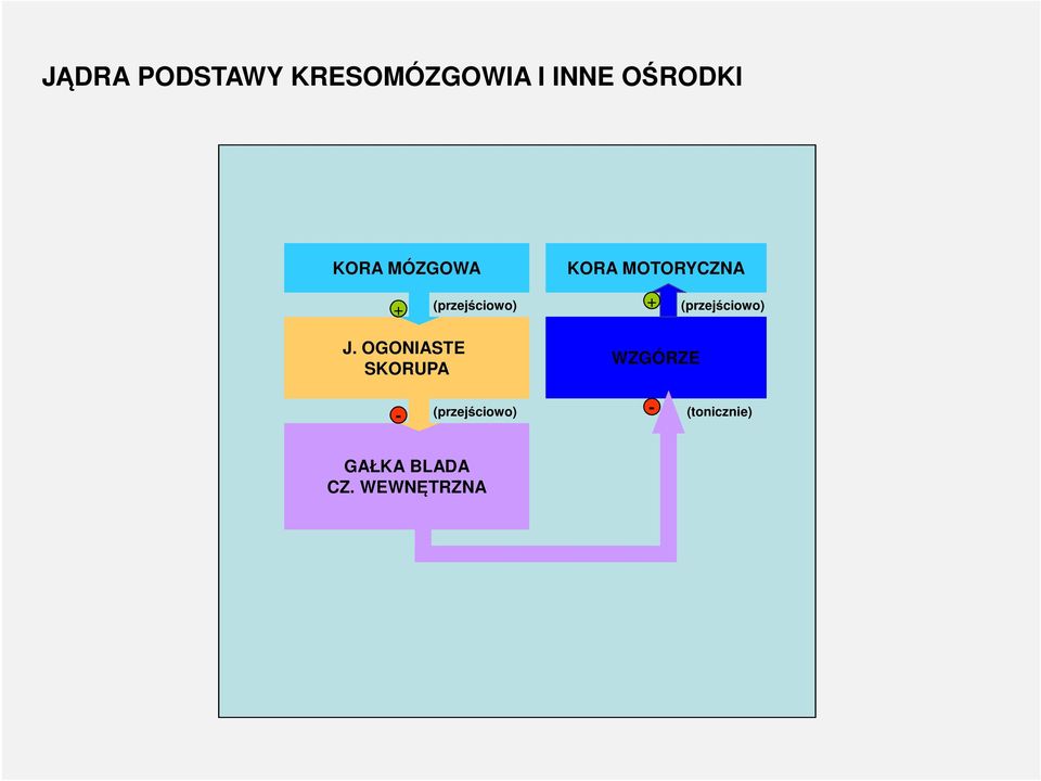 OGONIASTE SKORUPA KORA MOTORYCZNA