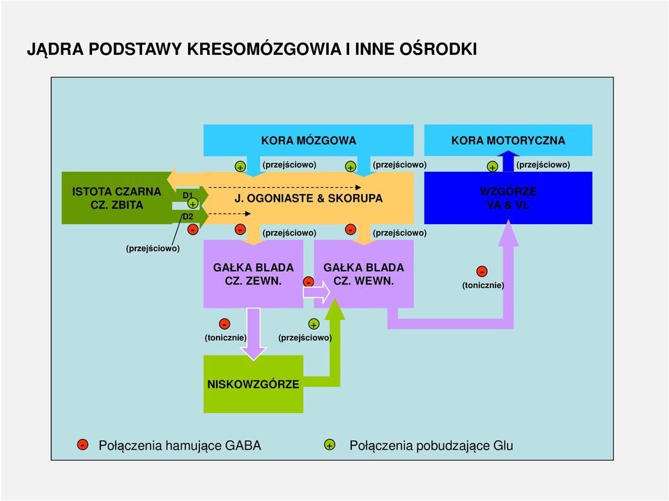 OGONIASTE & SKORUPA WZGÓRZE VA & VL GAŁKA BLADA CZ. ZEWN.