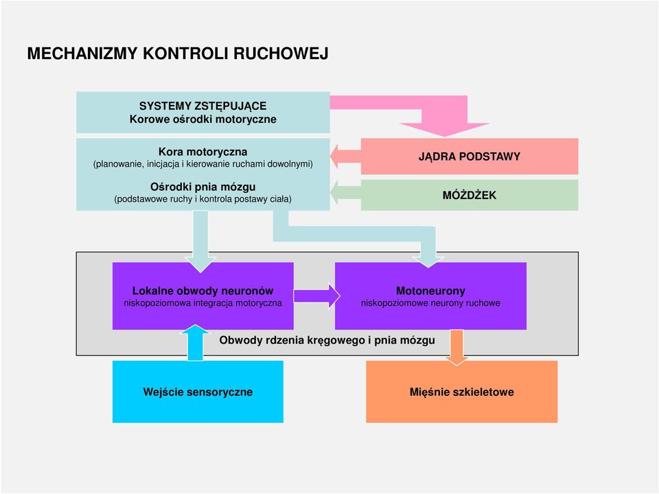 ciała) JĄDRA PODSTAWY MÓŻDŻEK Lokalne obwody neuronów niskopoziomowa integracja motoryczna Motoneurony