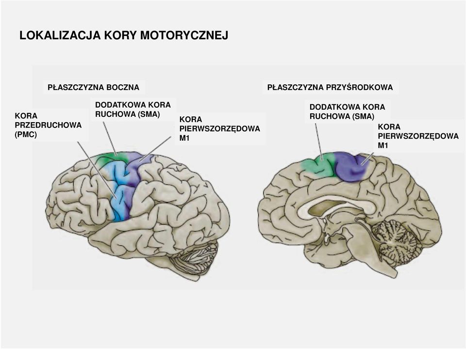 DODATKOWA KORA RUCHOWA (SMA) KORA PIERWSZORZĘDOWA