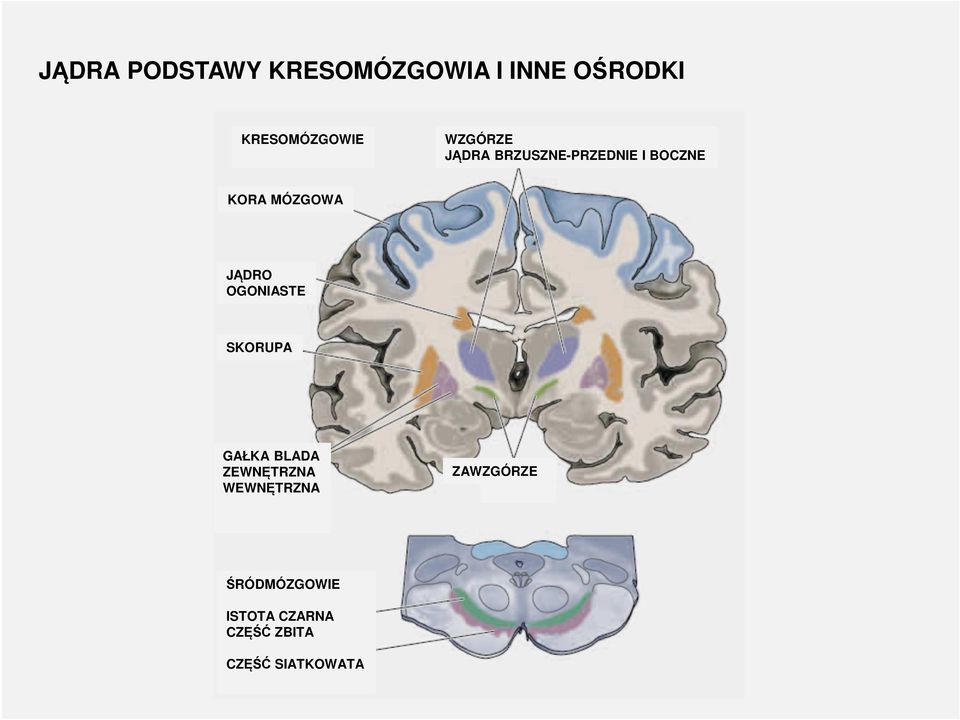 OGONIASTE SKORUPA GAŁKA BLADA ZEWNĘTRZNA WEWNĘTRZNA