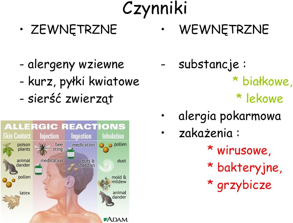 - substancje : * białkowe, * lekowe alergia