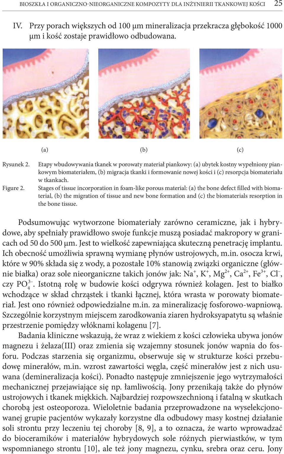 Etapy wbudowywania tkanek w porowaty materiał piankowy: (a) ubytek kostny wypeł niony piankowym biomateriałem, (b) migracja tkanki i formowanie nowej kości i (c) resorpcja biomateriału w tkankach.