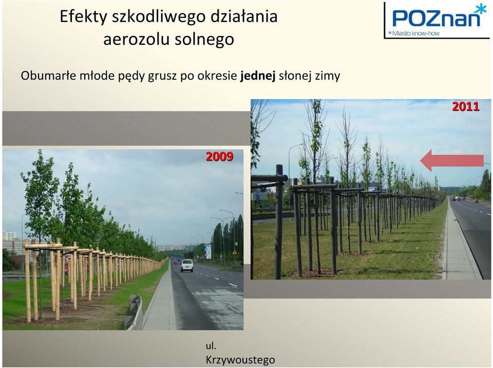 pędy grusz po okresie jednej