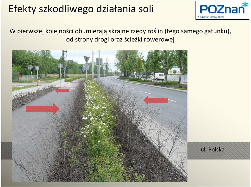 rzędy roślin (tego samego gatunku), od