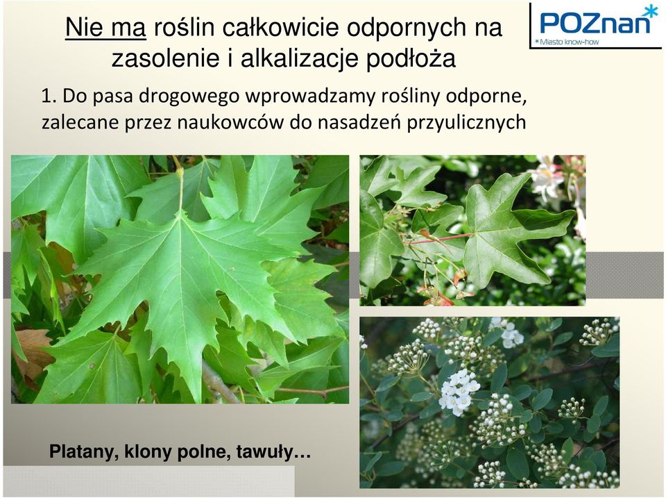 Do pasa drogowego wprowadzamy rośliny odporne,