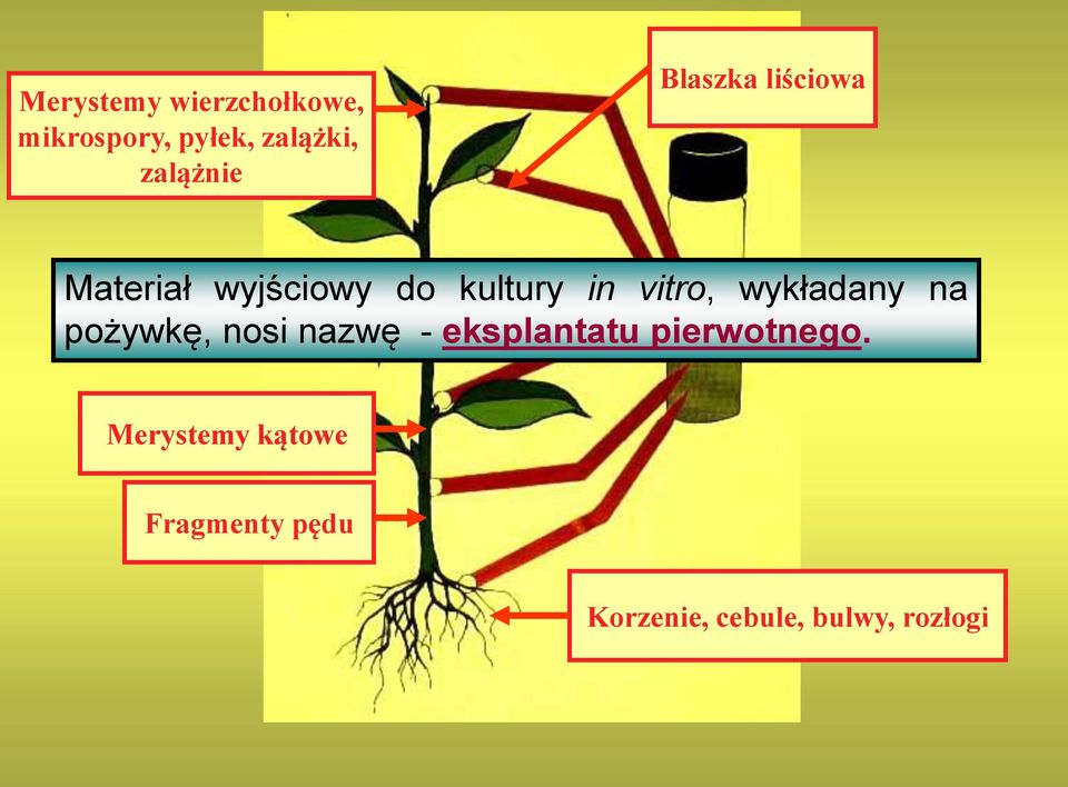 vitro, wykładany na pożywkę, nosi nazwę - eksplantatu