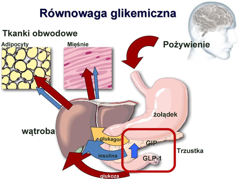 Pożywienie żołądek wątroba