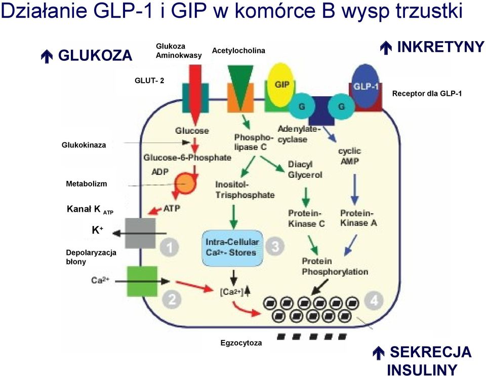 dla GLP-1 Glukokinaza Metabolizm Kanał K ATP K + Depolaryzacja
